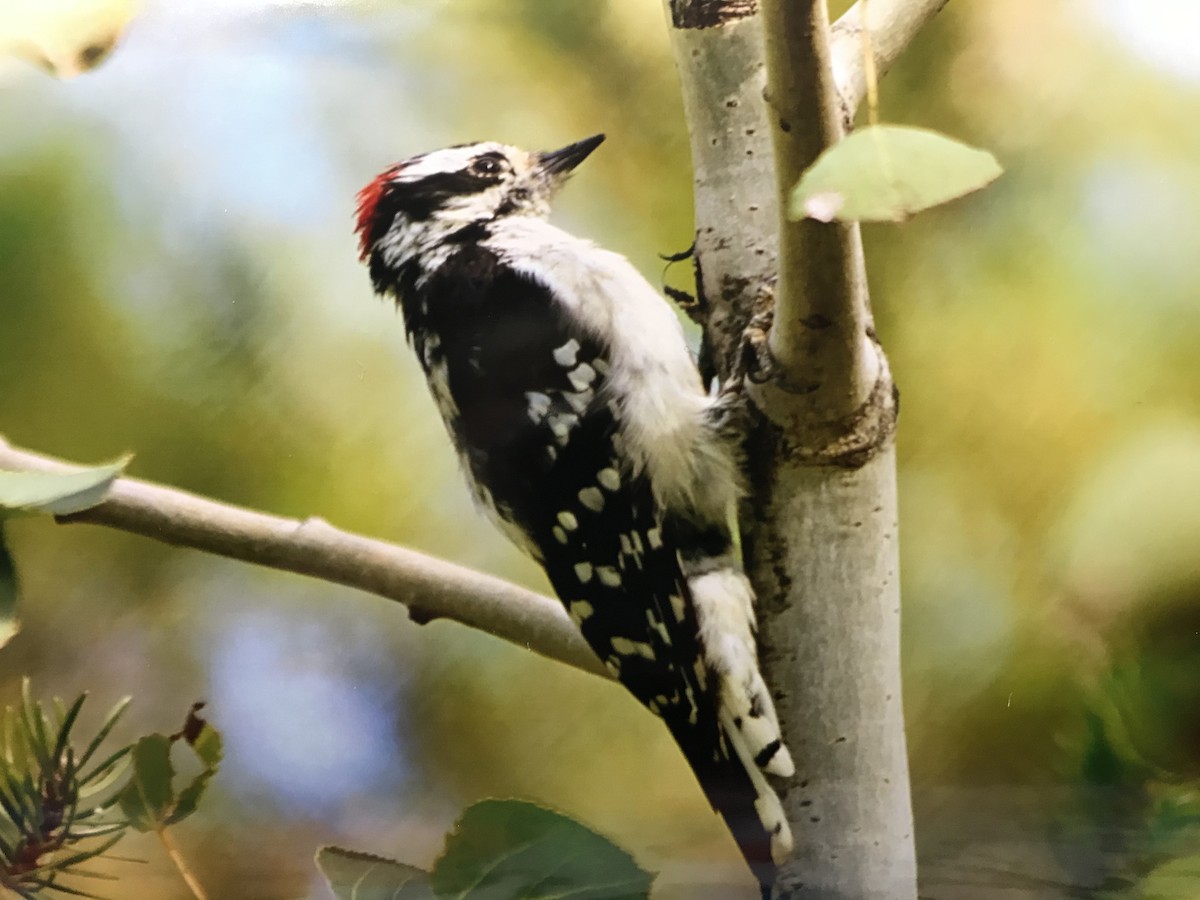 Downy Woodpecker - ML261390641