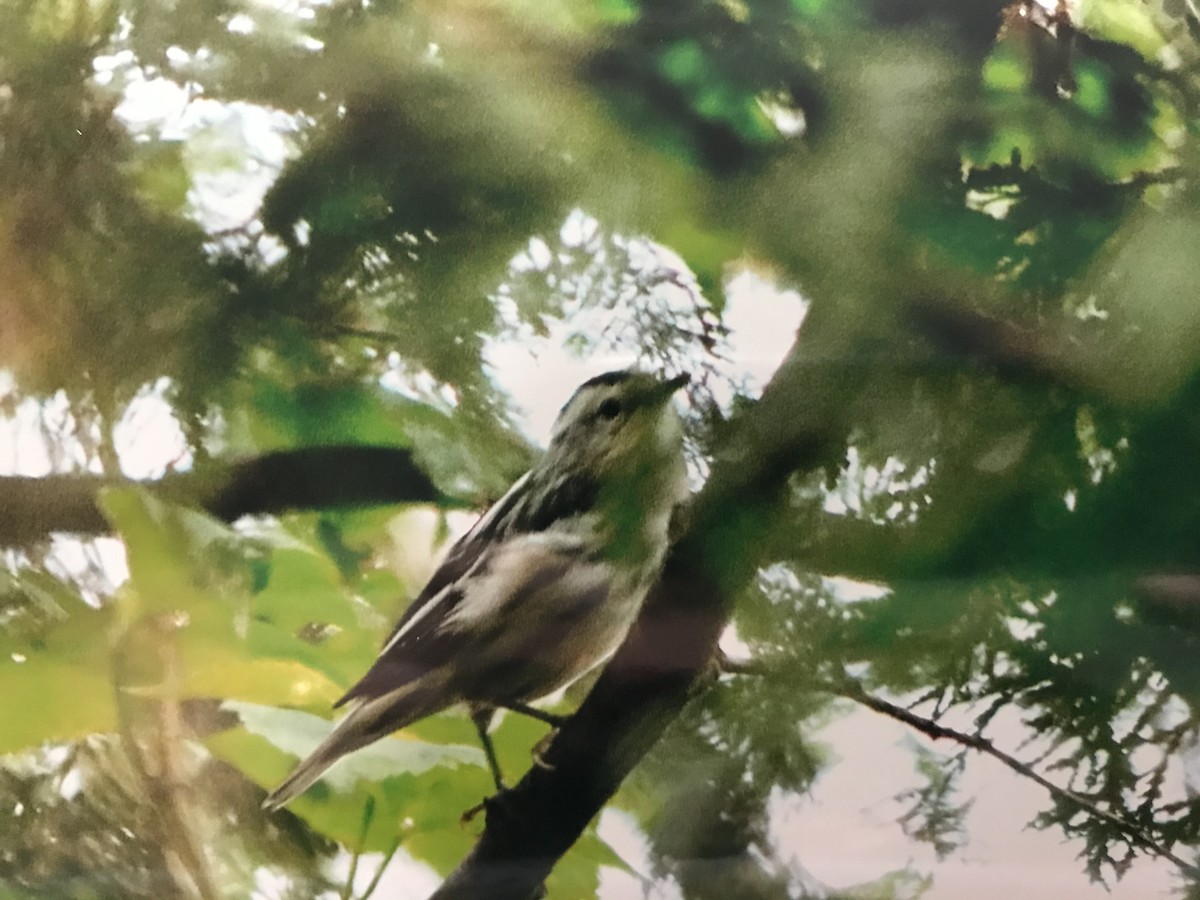 Black-and-white Warbler - ML261390731