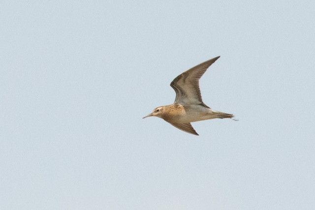 Sharp-tailed Sandpiper