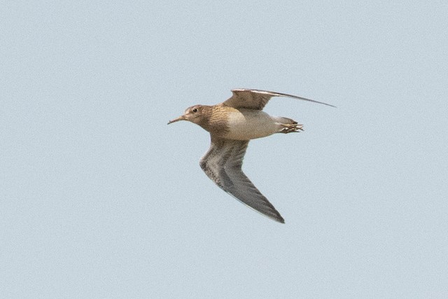 Pectoral Sandpiper