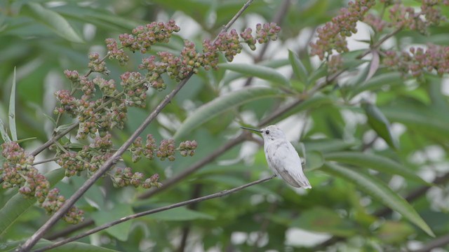 Ruby-throated Hummingbird - ML261395041