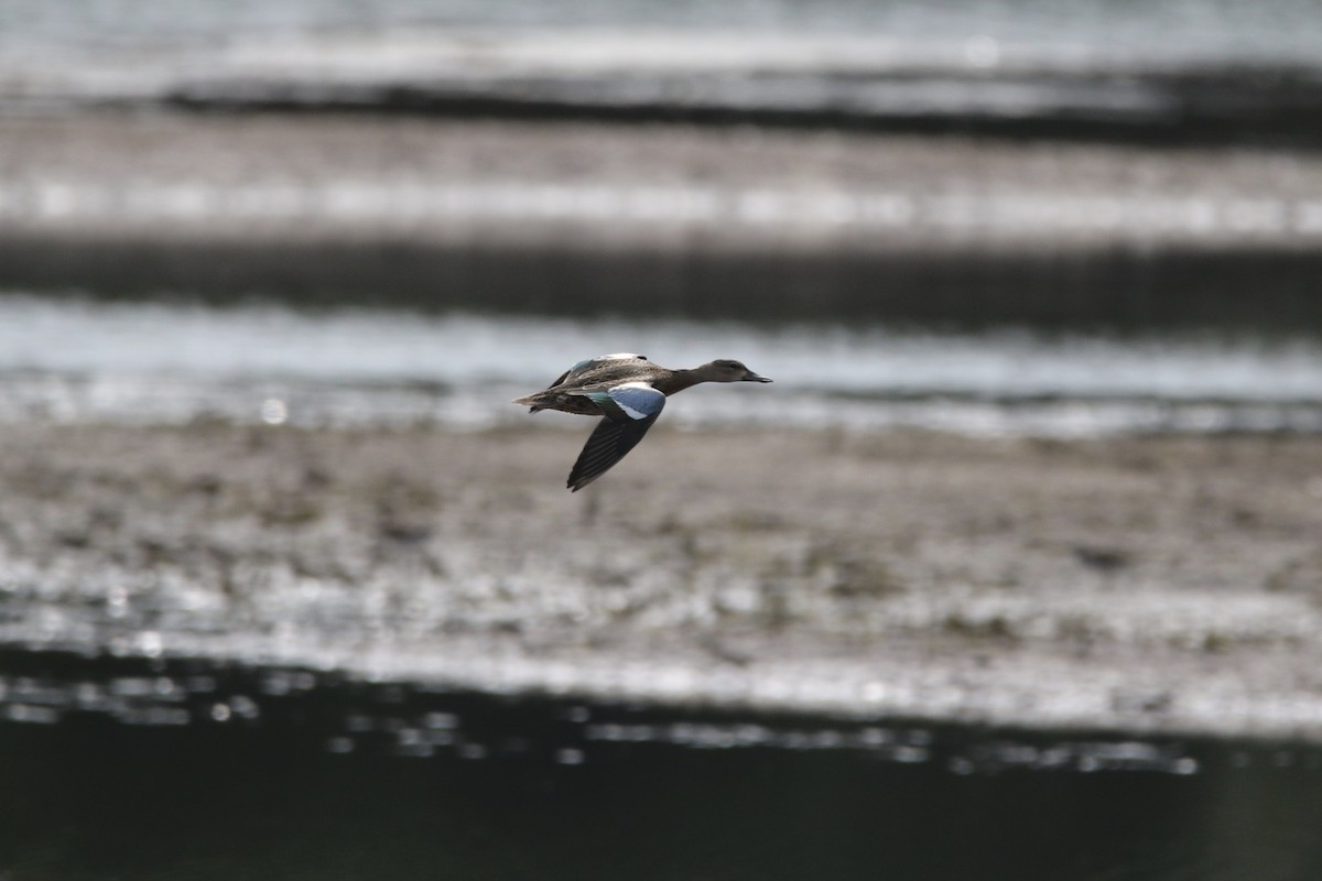 Blue-winged Teal - ML261397441