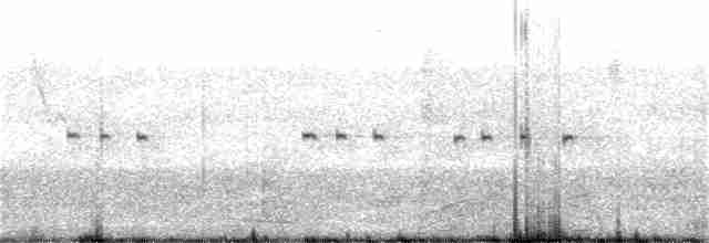 Royal Tern - ML261407961