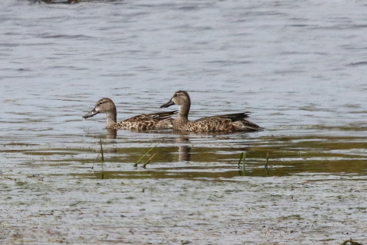 Blue-winged Teal - ML261409541