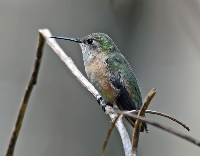Calliope Hummingbird - Bob Zaremba