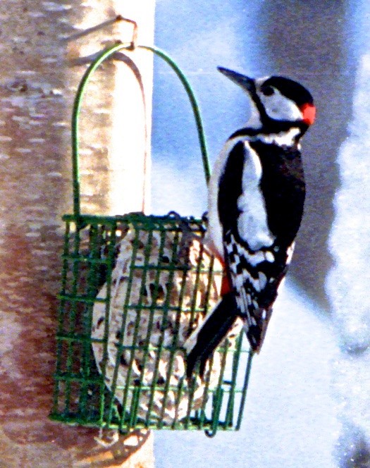 Great Spotted Woodpecker - Bob Winckler