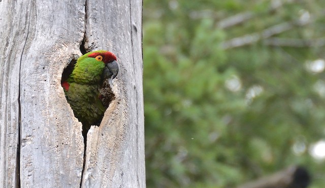 Thick-billed parrot - Wikipedia