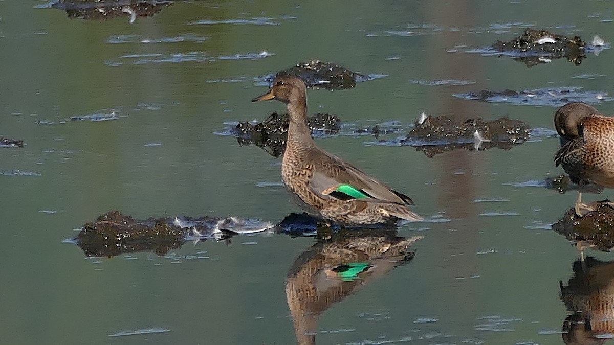 Green-winged Teal - ML261419921