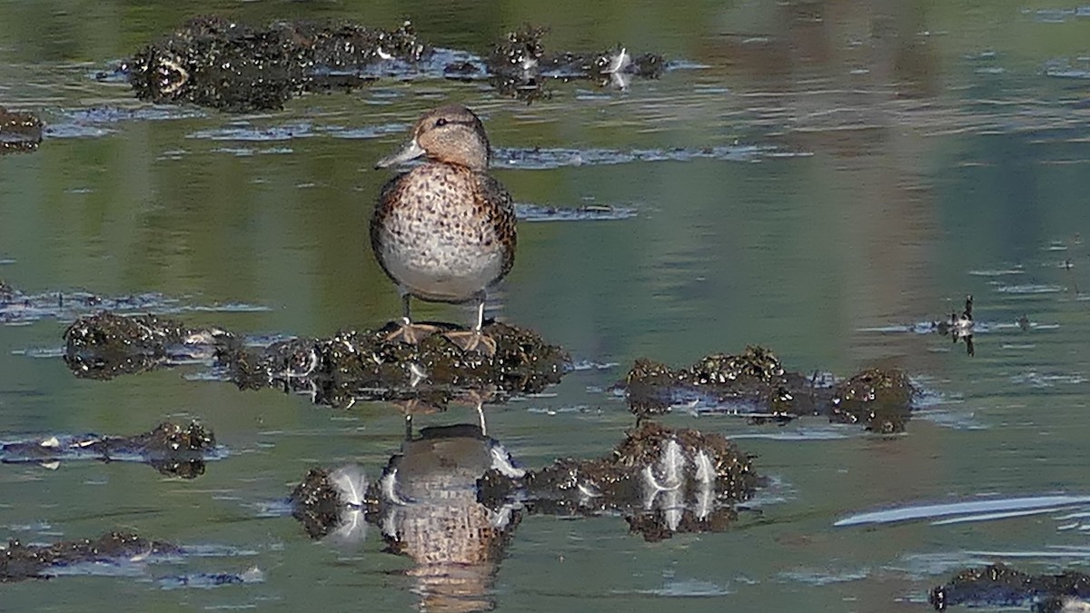 Green-winged Teal - ML261419931