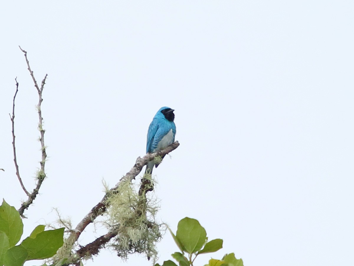 Swallow Tanager - Myles McNally