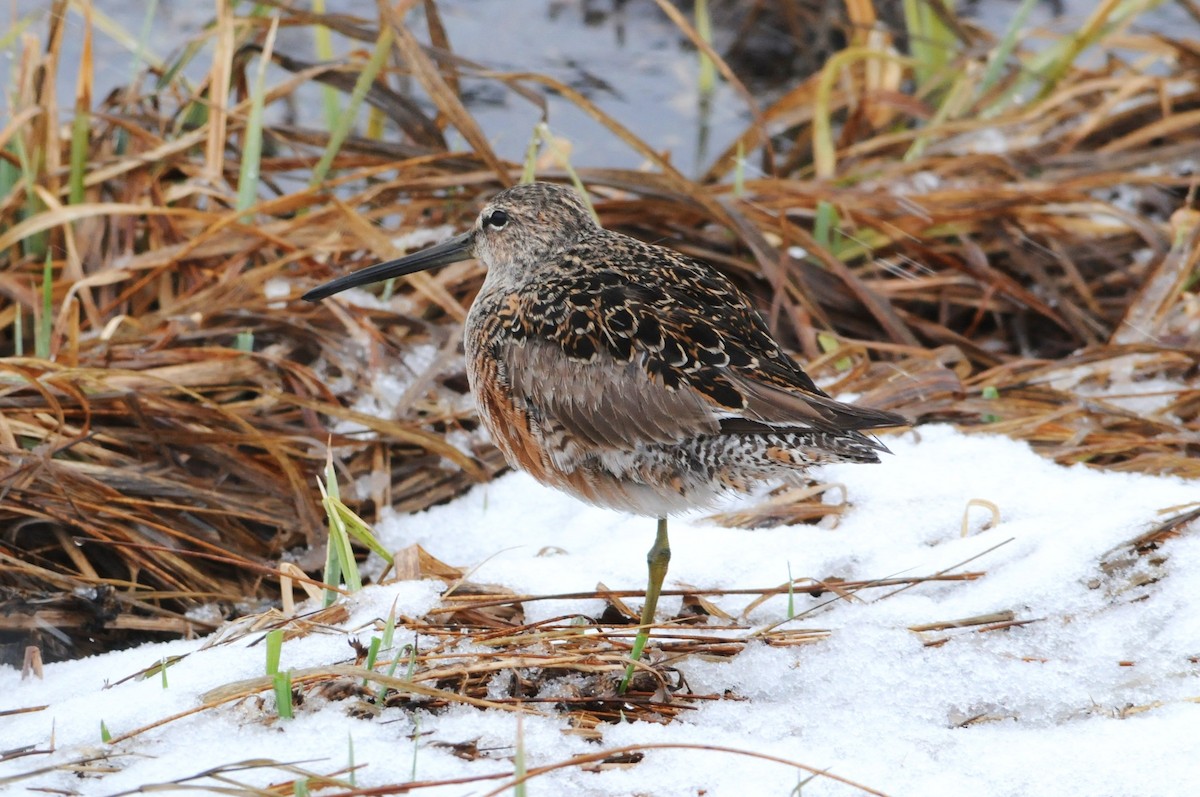 Long-billed Dowitcher - Sue Riffe