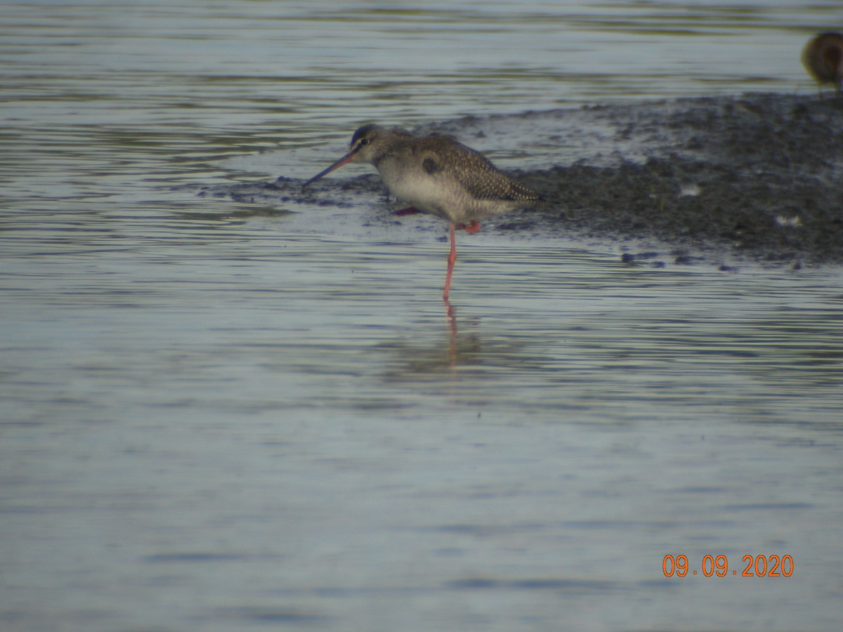 Spotted Redshank - ML261425681