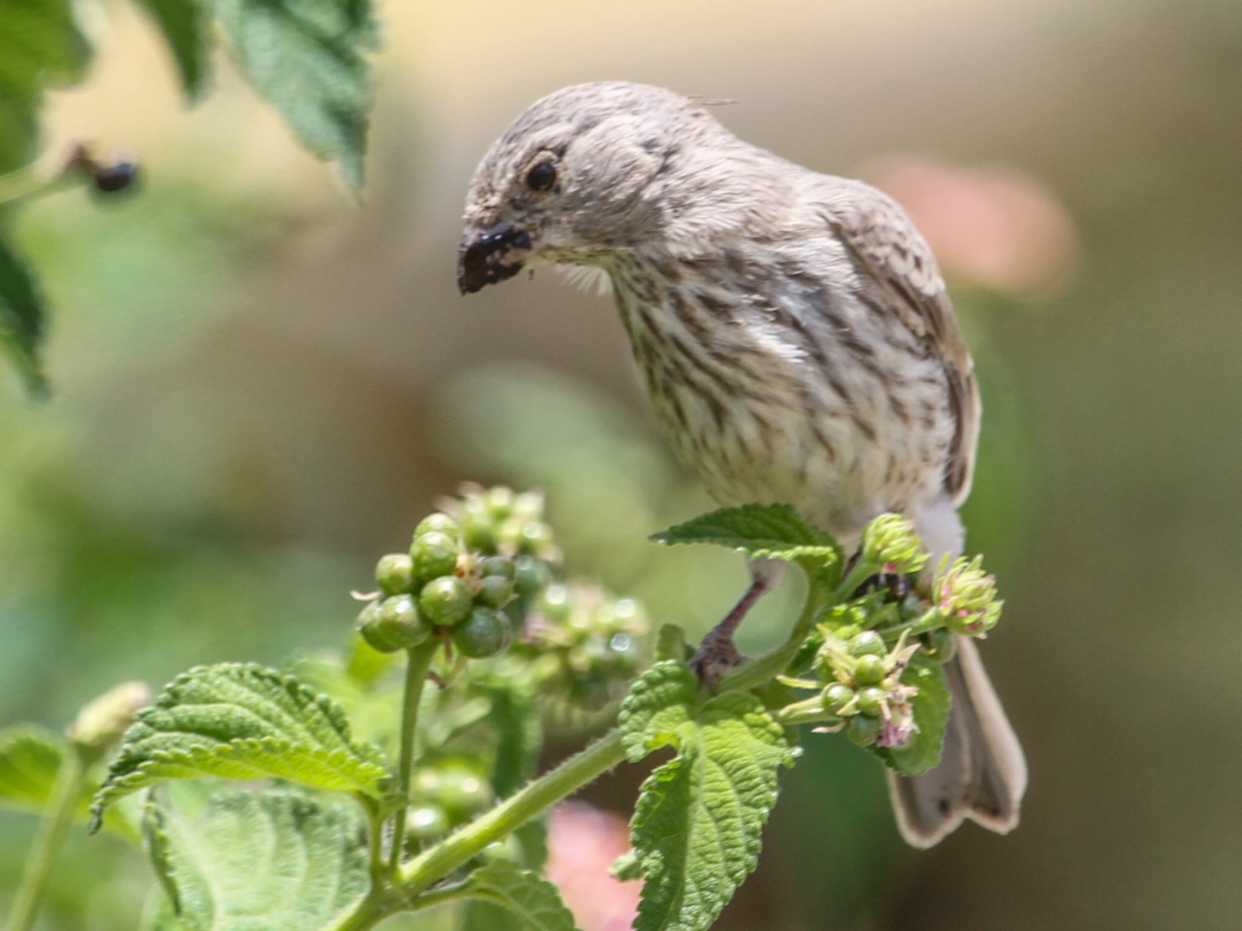 Olive-rumped Serin - Evan Buechley