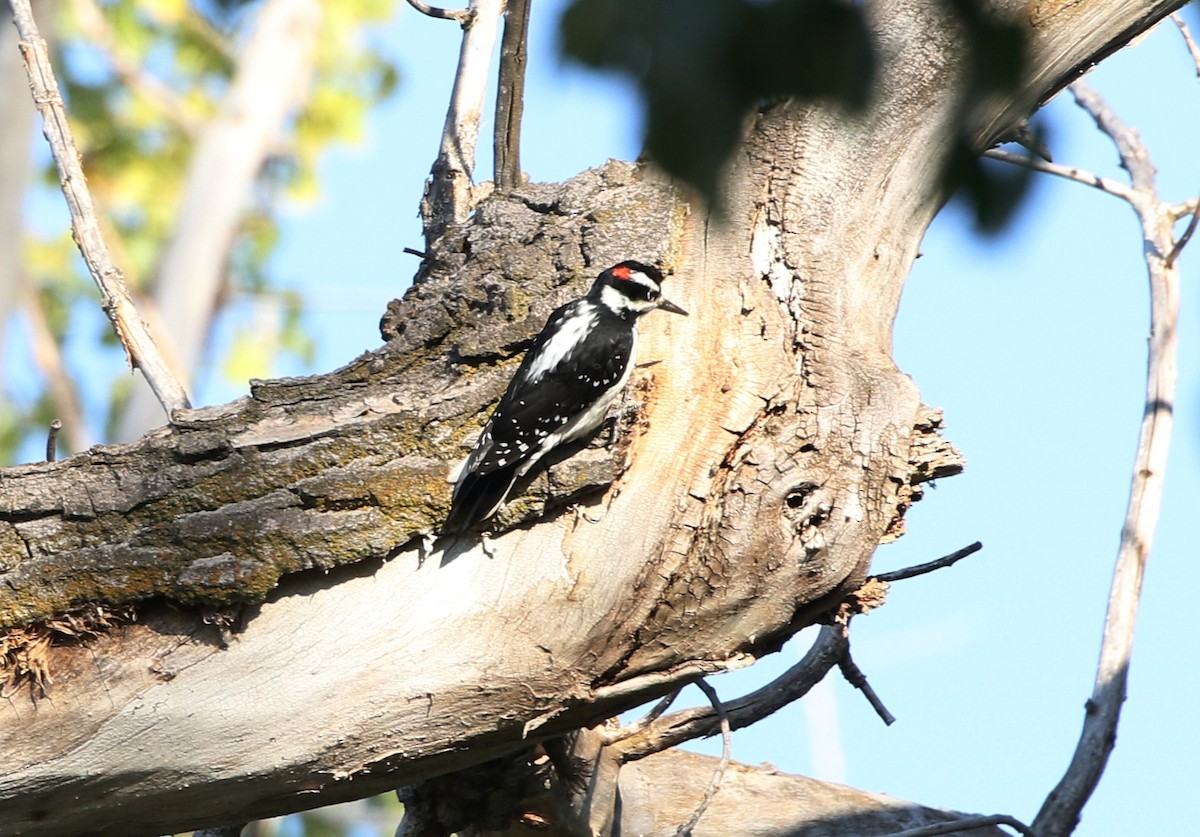 Hairy Woodpecker - Mark  Ludwick