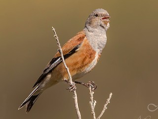 นกเพศผู้ชุดขนฤดูผสมพันธุ์ - Mansur Al -Fahad - ML261431841