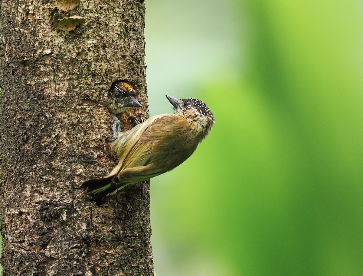 Olivaceous Piculet - ML261436421
