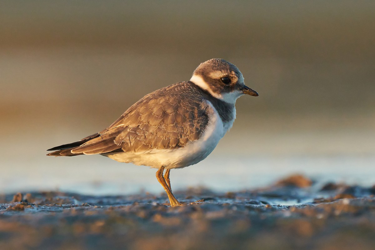 Common Ringed Plover - ML261437281