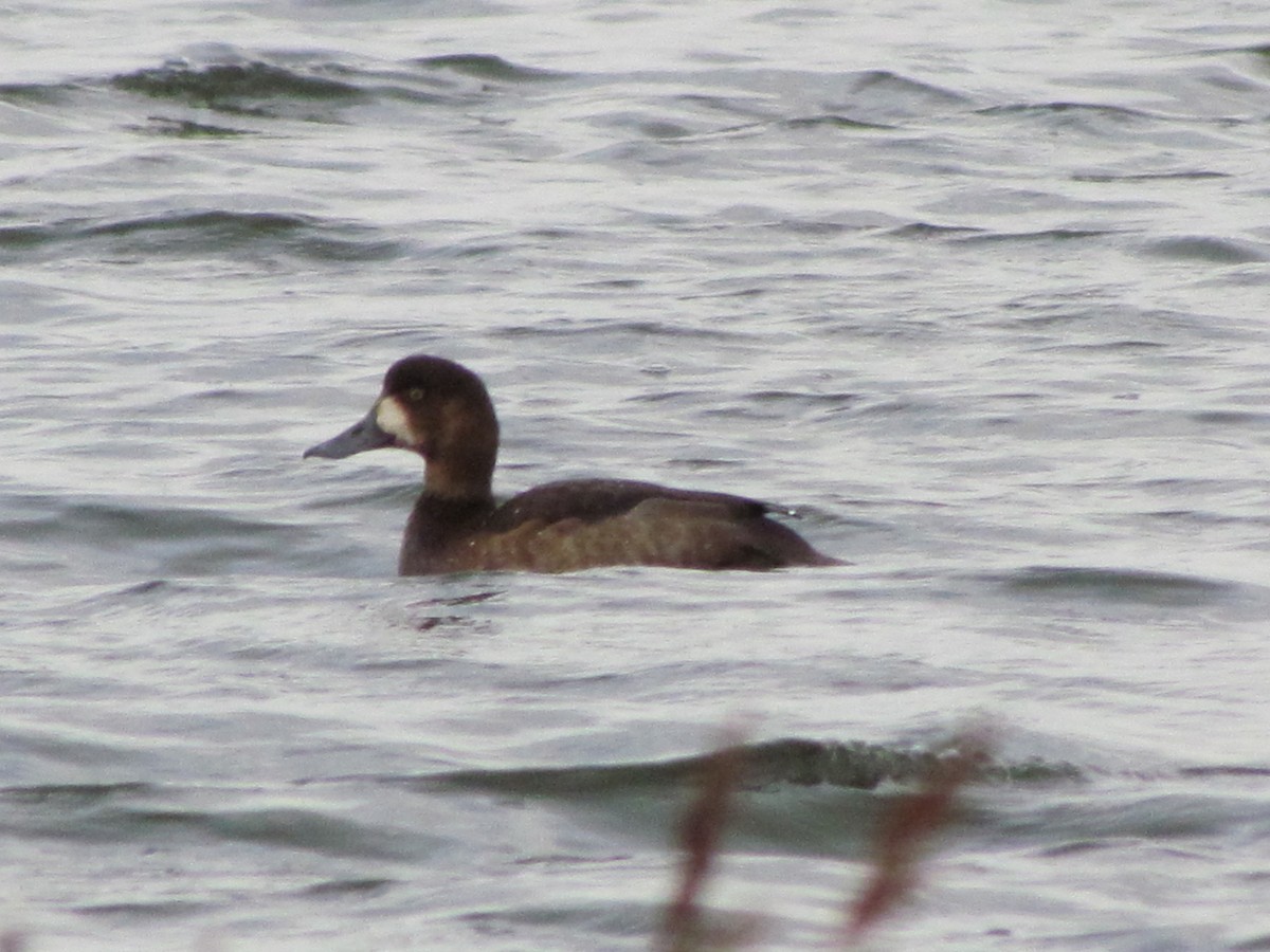 Greater Scaup - Bruce Kerr