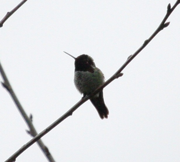 Anna's Hummingbird - ML26143931