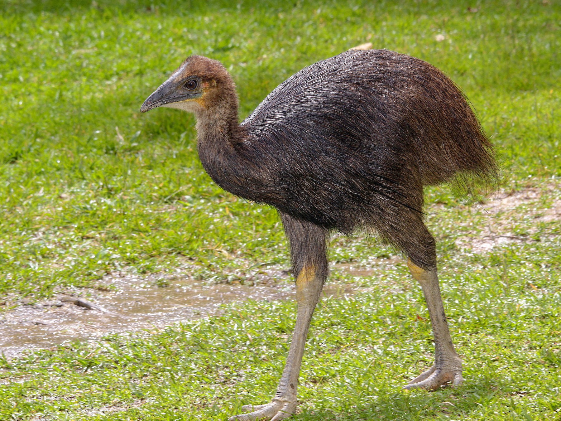 Dwarf Cassowary