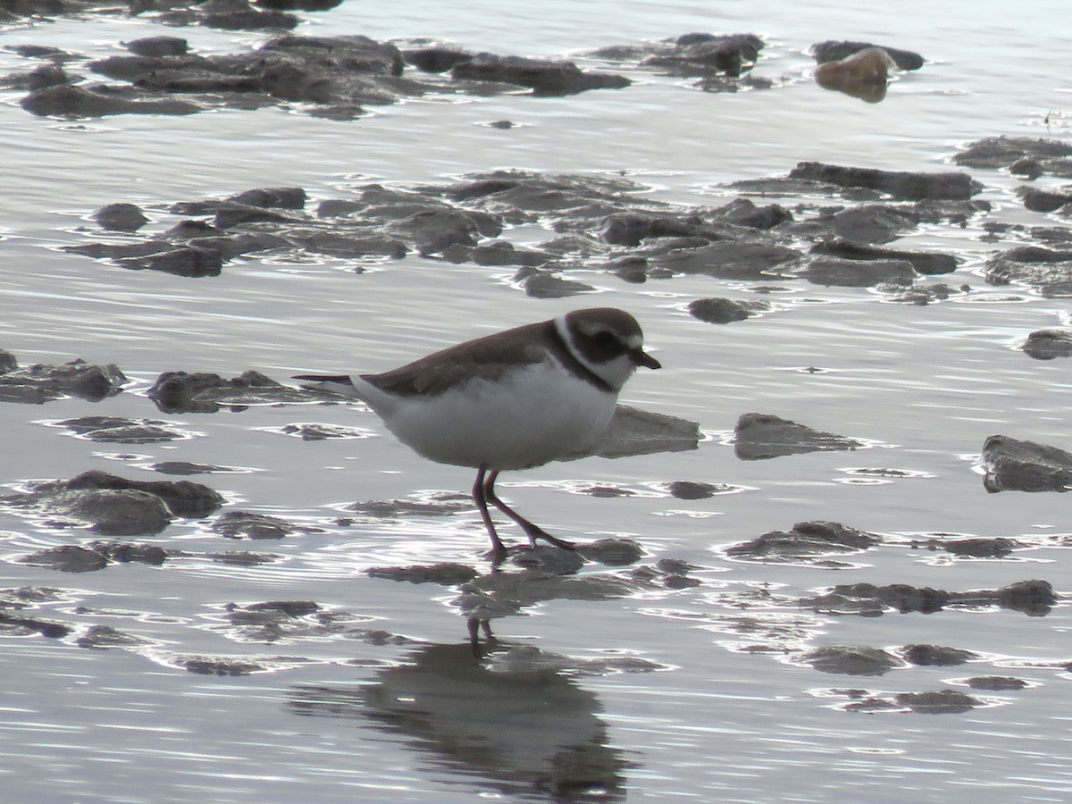 Semipalmated Plover - ML261443601