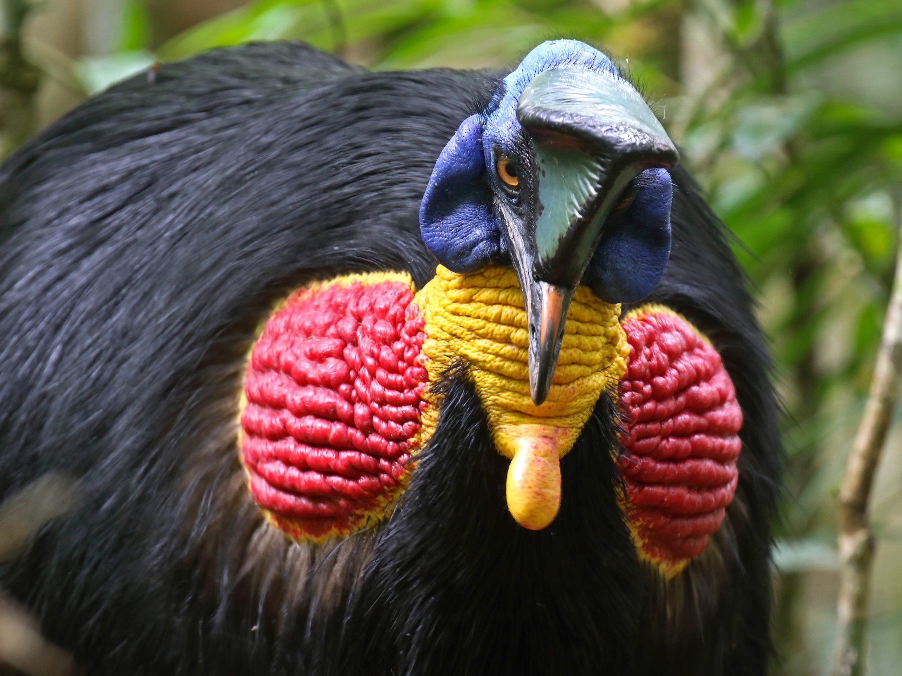 Northern Cassowary - Daniel López-Velasco | Ornis Birding Expeditions