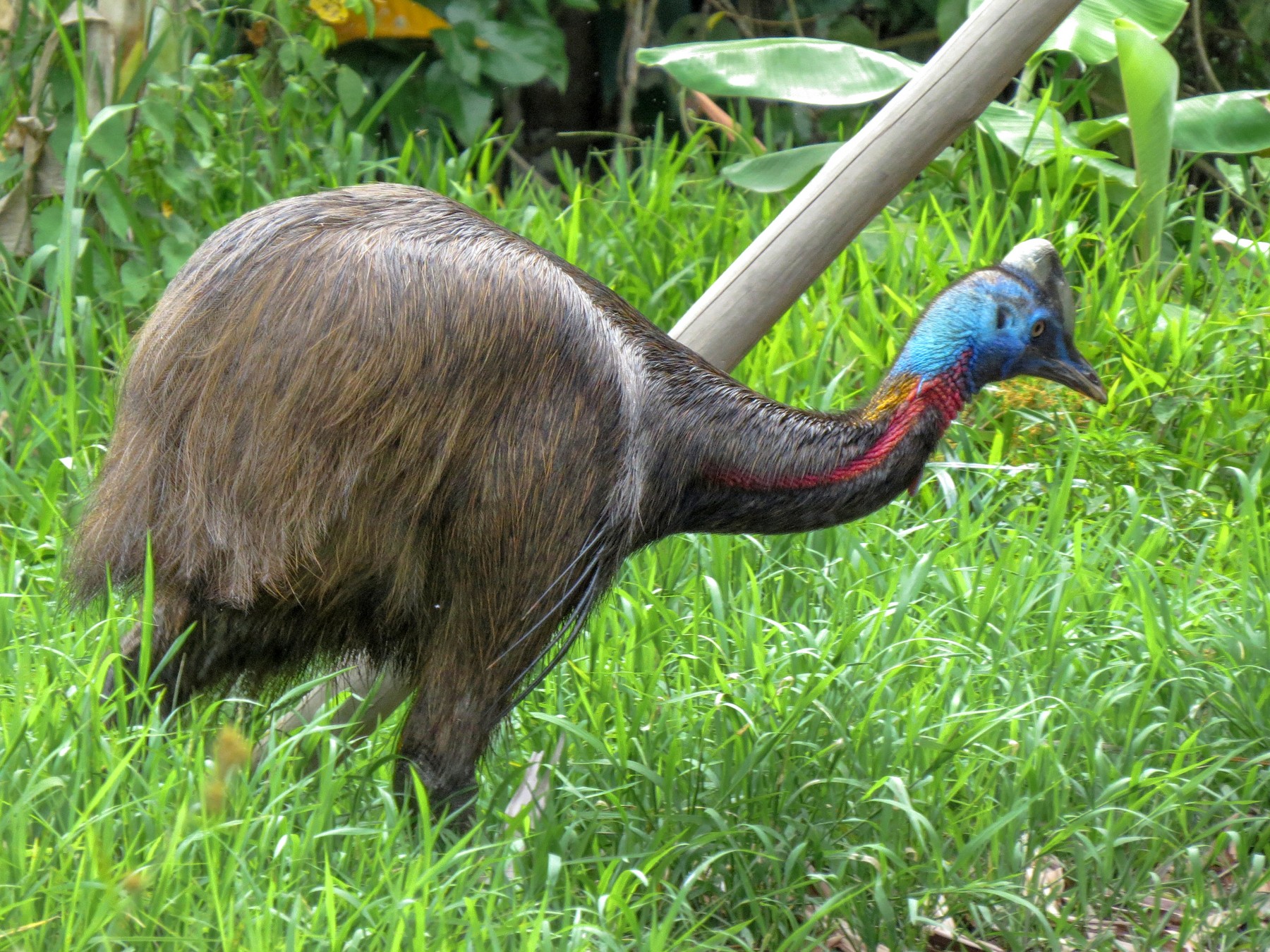 Northern Cassowary eBird