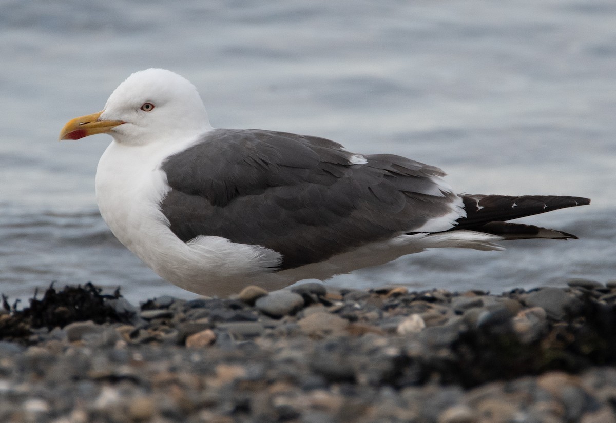 Lesser Black-backed Gull - Andra Florea