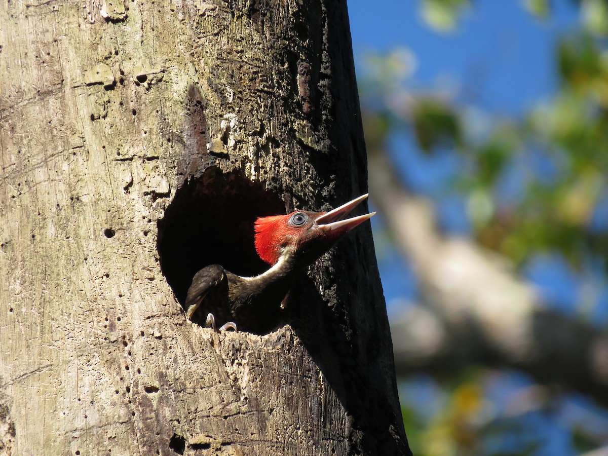 Pale-billed Woodpecker - Cole DiFabio