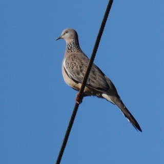 Spotted Dove, ML26144541