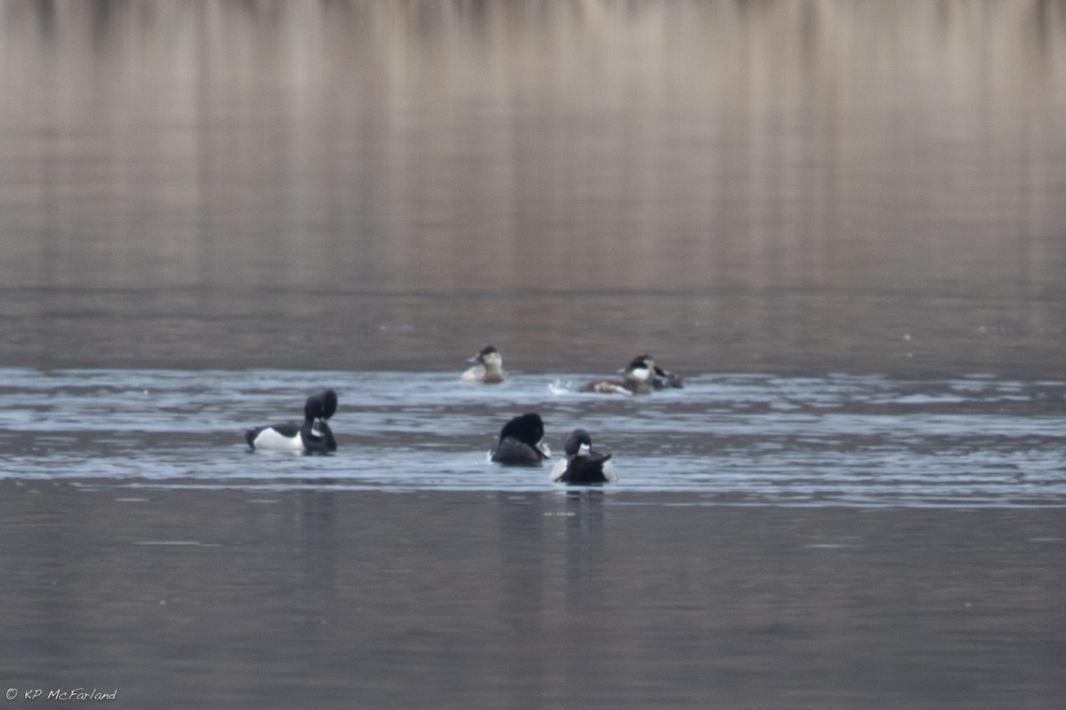 Ring-necked Duck - Kent McFarland