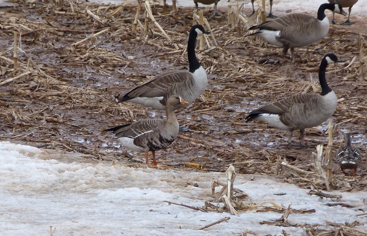Greater White-fronted Goose - Rick Whitman