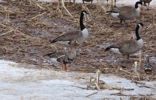 Greater White-fronted Goose, ML26146091