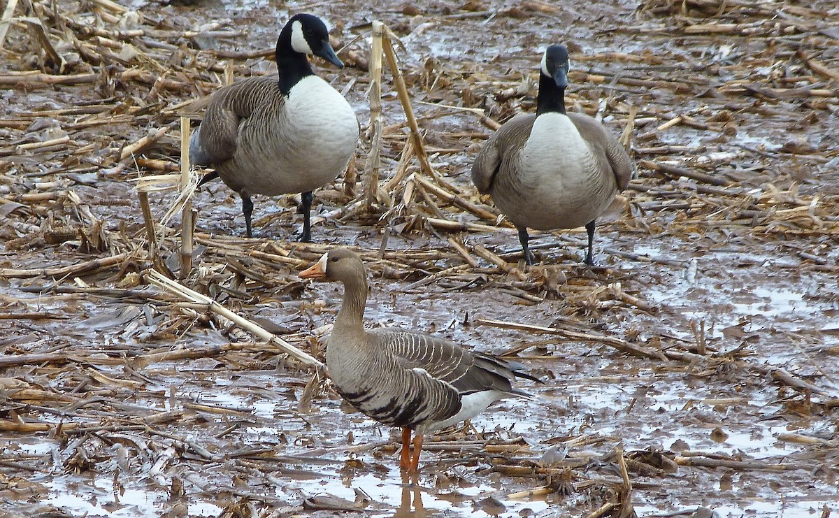 Greater White-fronted Goose - ML26146501