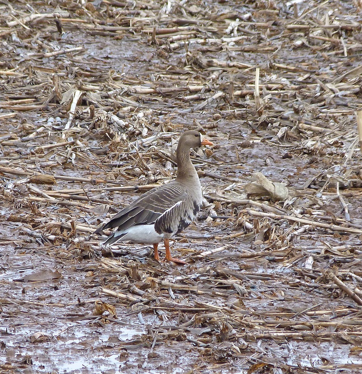 Greater White-fronted Goose - ML26146651