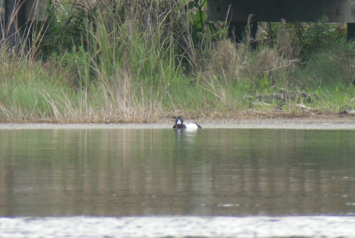 Greater Scaup - ML26147311