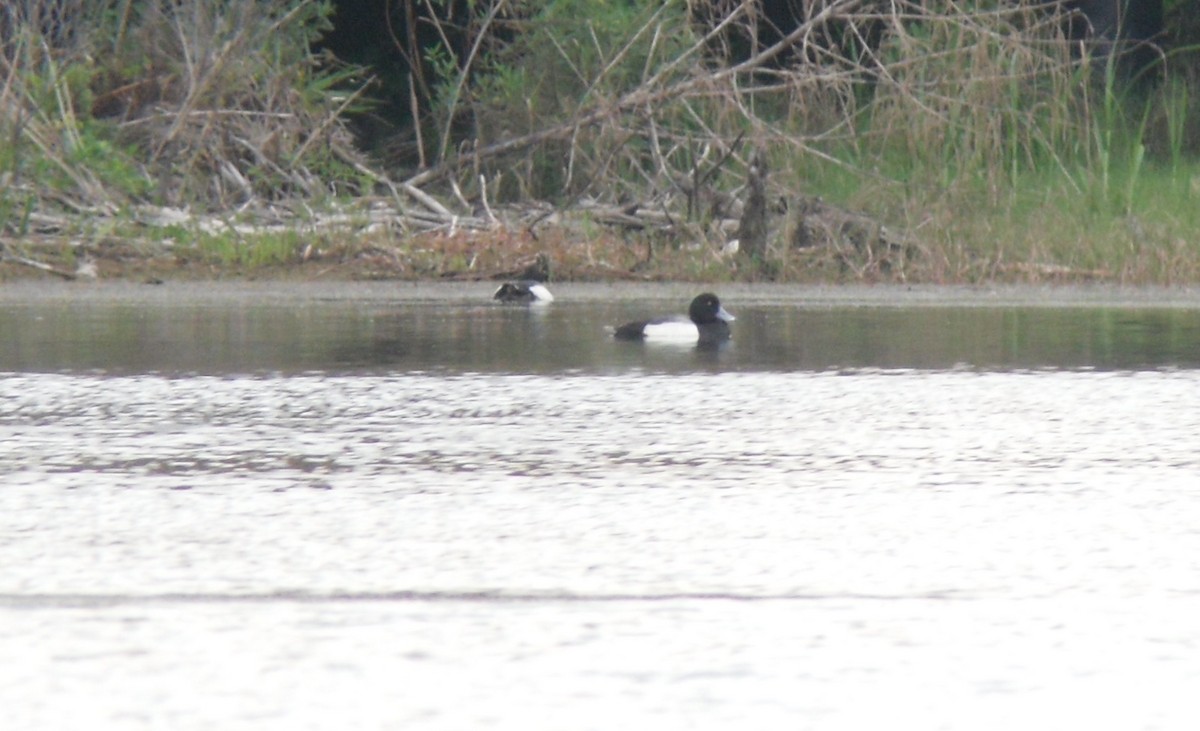 Greater Scaup - ML26147331