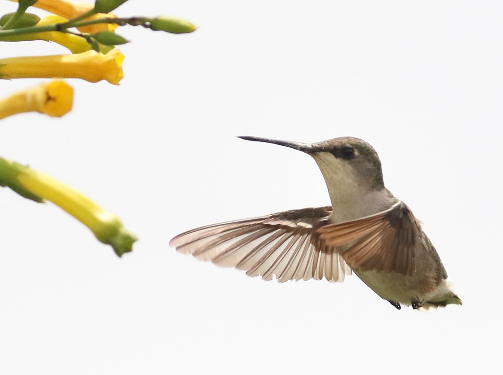 Ruby-throated Hummingbird - manuel grosselet