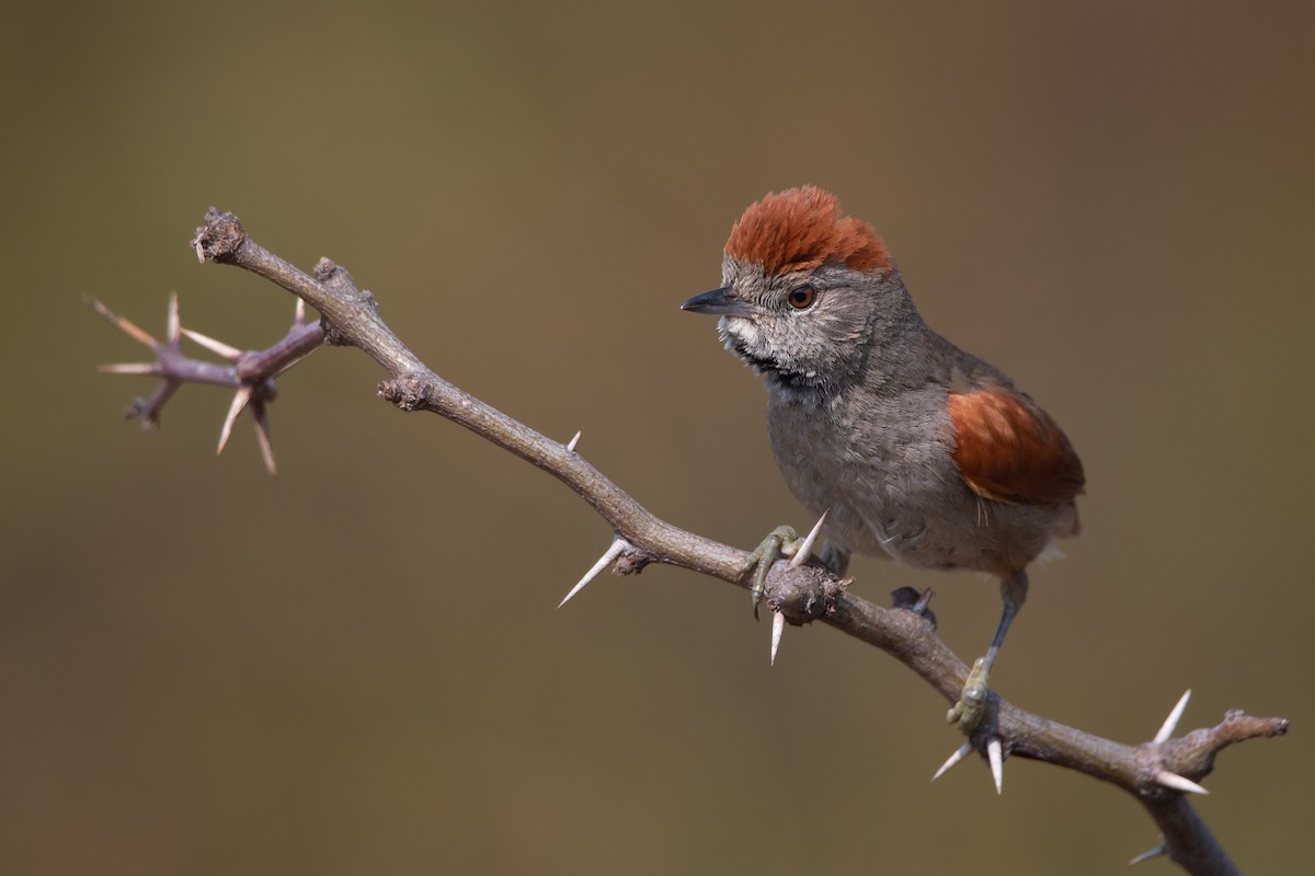 Sooty-fronted Spinetail - ML261481361