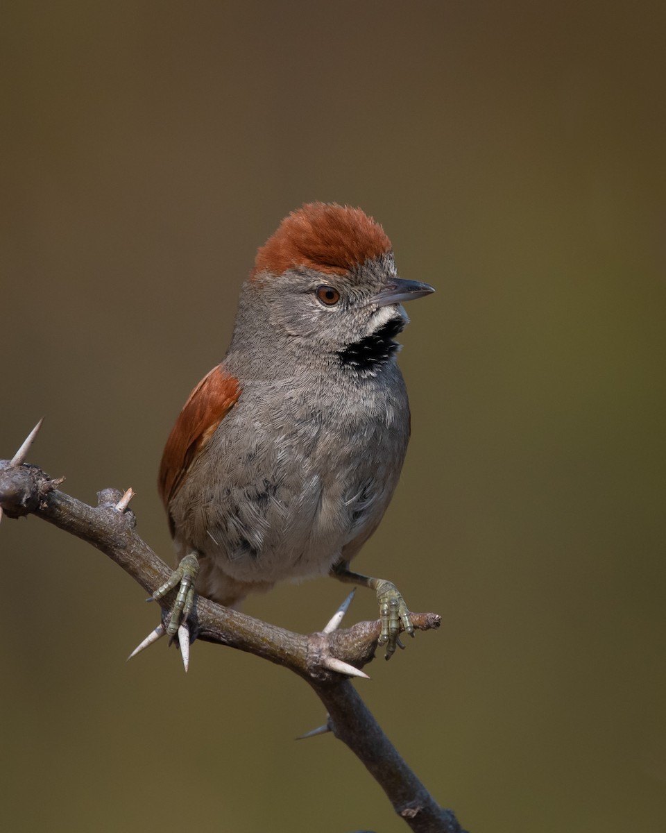 Sooty-fronted Spinetail - ML261481391
