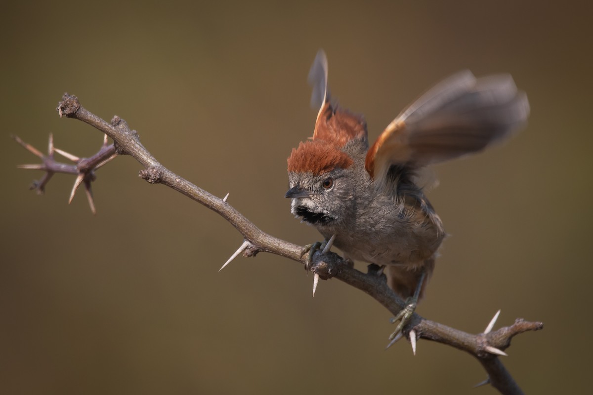 Sooty-fronted Spinetail - ML261481481