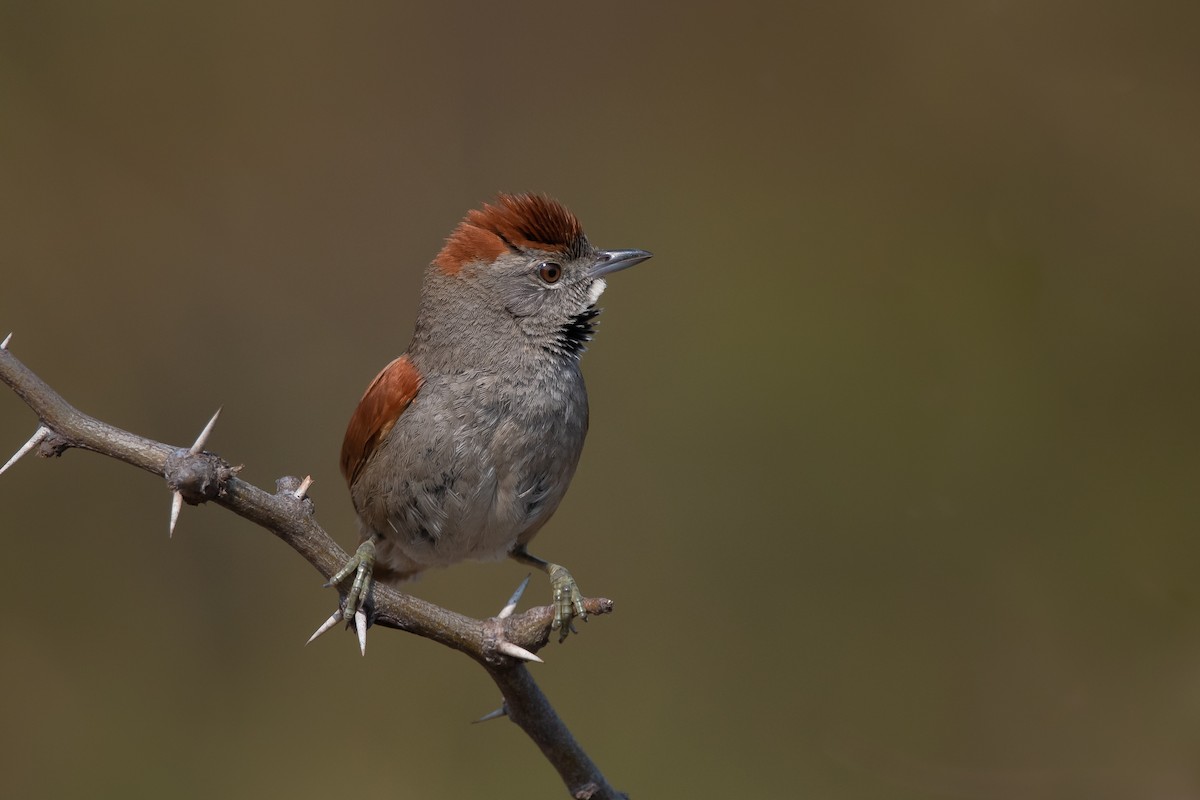 Sooty-fronted Spinetail - ML261481521