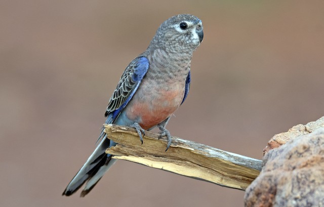 Bourke parakeet store