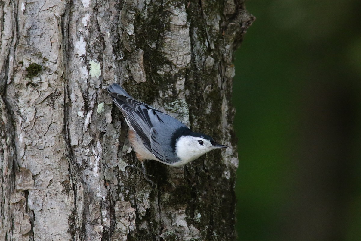 White-breasted Nuthatch - Richard Garrigus