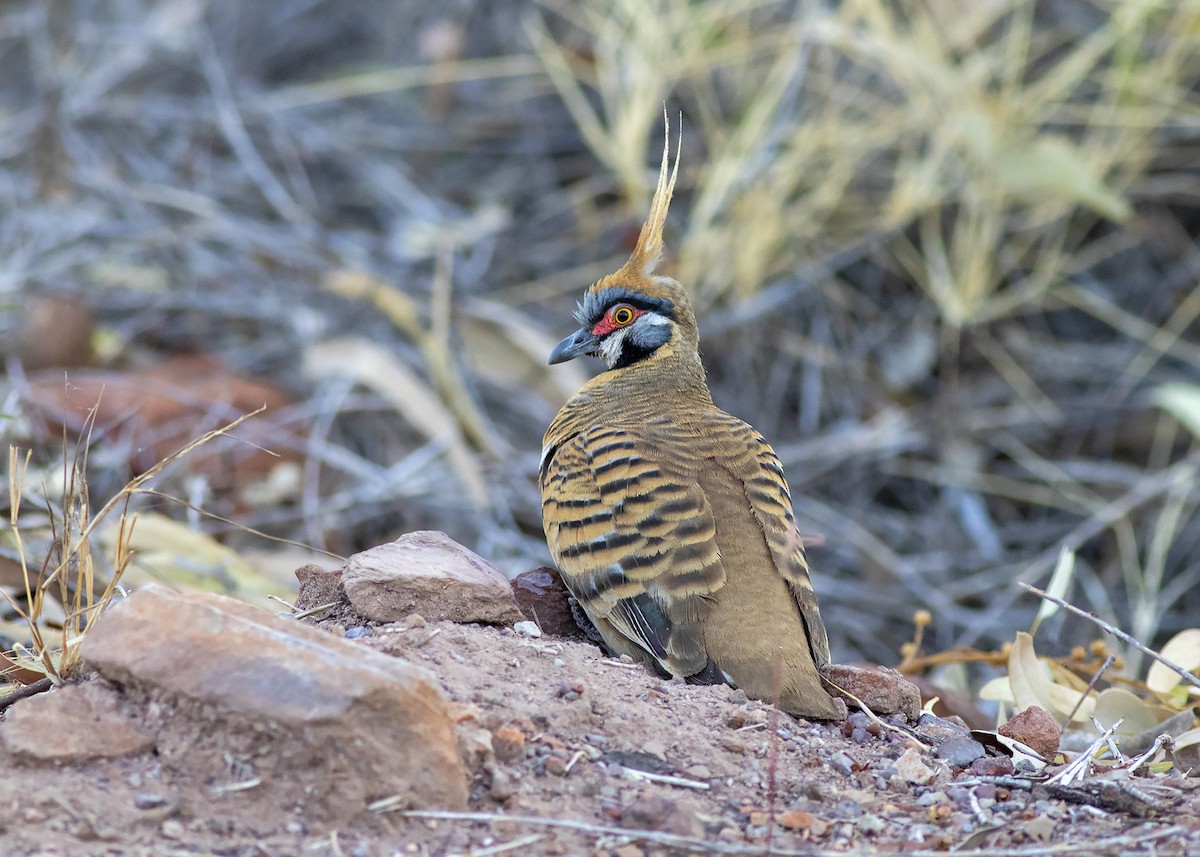 Spinifex Pigeon - ML261485121