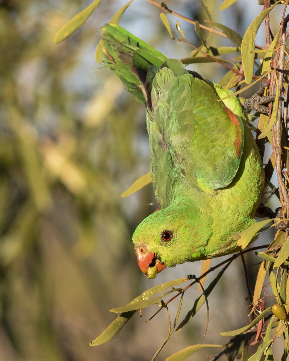 Red-winged Parrot - ML261485631