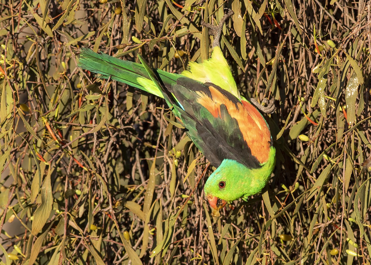 Red-winged Parrot - ML261485681