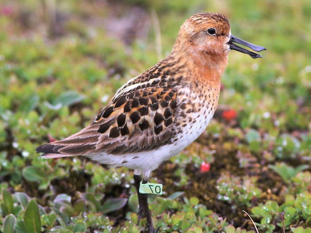 Breeding adult - Spoon-billed Sandpiper - 