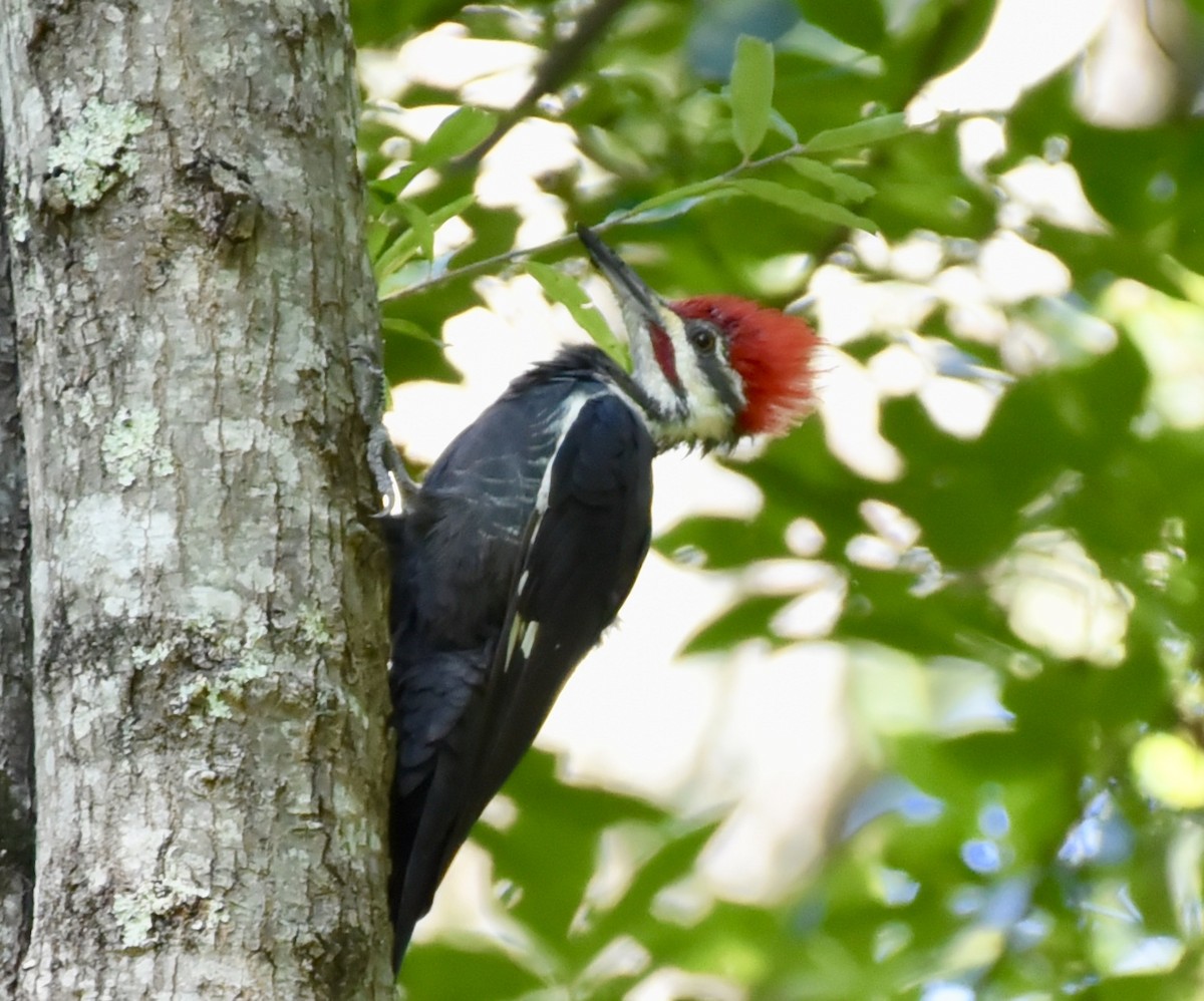 Pileated Woodpecker - Karen Avants