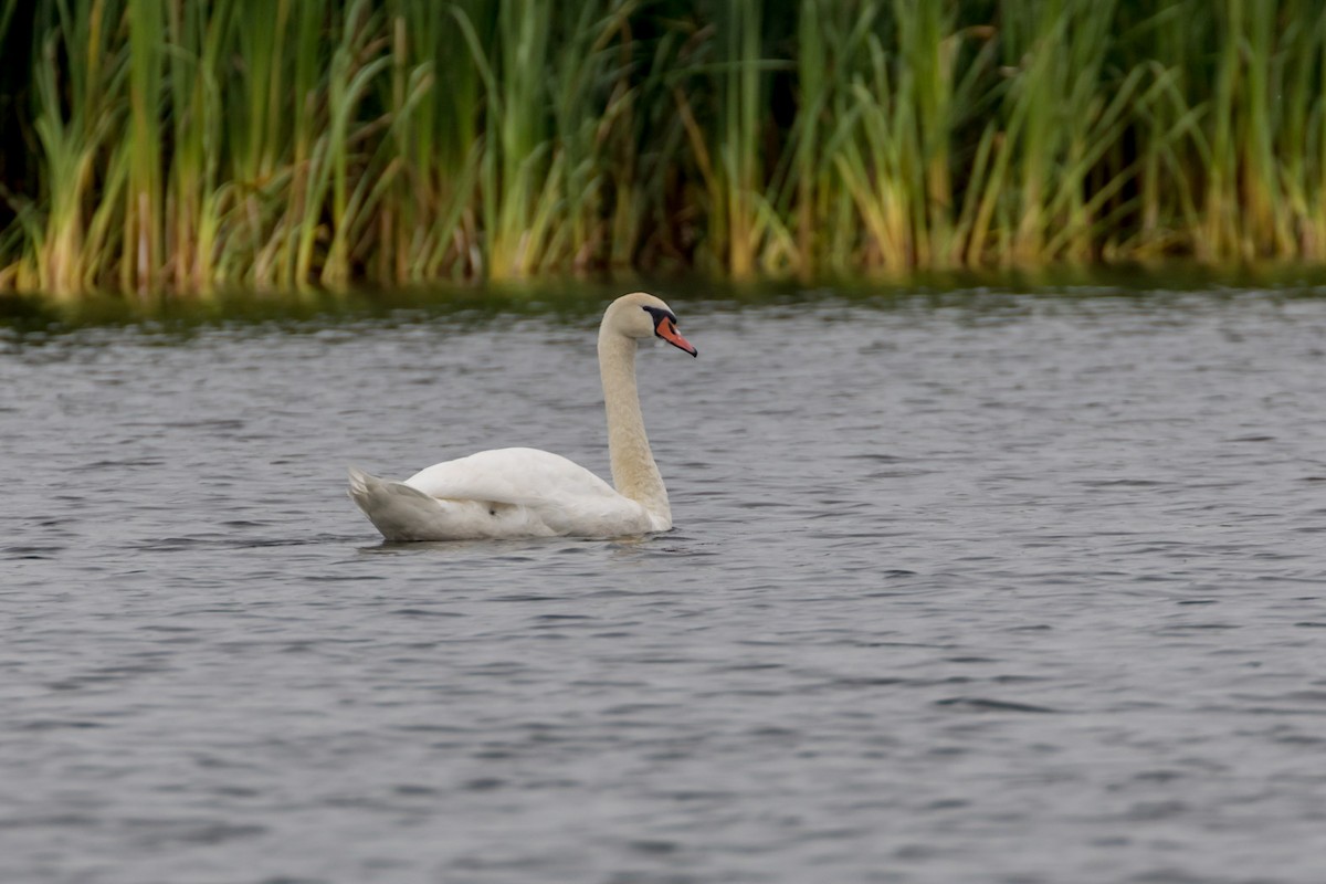 Mute Swan - Ric mcarthur